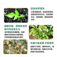 Guoguang Ximu 24-Epibrassinolide potted flower seedlings lawn foliar fertilizer plant growth regulator pesticide