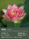 Miniature bowl lotus seedlings hydroponic plants lotus small lotus seedlings root stem lotus whip seedlings garden flowers potted naked lotus roots rain flower love [medium size] 8-15CM