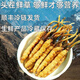 Cordyceps frais Sinensis Verrouillage sous vide Emballage frais Sf Express Chaîne froide Origine directe des cheveux directs Big Gras