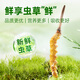 
Fresh Cordyceps sinensis Yuanjiang grass, 2025 first stubble Cordyceps 1.0~1.1g/root 50 roots, direct and cold transportation from the source