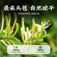 Beijing Tongrentang special grade honeysuckle first stubble with fluffy honeysuckle, chrysanthemum wolfberry tea, 1 can 80g [no smoked and sulfur-free]