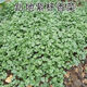 Easy to germinate large-leaf coriander seeds coriander seeds heat-resistant four-season balcony indoor potted seeds vegetable seeds lying on the ground purple stem coriander about 500 capsules 1 pack