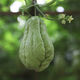 Shop Chayote Early-maturing Extra Large Chayote Vegetable Climbing High-yielding Disease-Resistant Perennial Melon Affordable Price Good Yield-80 Count-Net Seeds Chayote Seeds