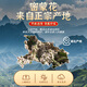 Kangqi Aibeimenghua 100g herbal Chinese herbal medicine new product without sulfur honey Menghua Mimenghua tea Mimenghua tea with wolfberry chrysanthemum soaked in water