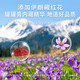 Li Shi Cai Hong Yueshu Paste 300g Saffron Donkey-hide gelatin rose Angelica American ginseng tonic cream official Jingzidong Eight bottles stocked up