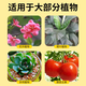 19-19-19 Sanan Compound Fertilizer General Compound Fertilizer Flower Fertilizer Fruits and Vegetables Base Fertilizer Stanley Fertilizer Flow Oil Compound Fertilizer 40Jin Jin is equal to 0.5 kg (Fat De Flow Oil) Stanley