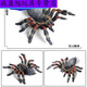 Simulation du village de Shantoulin Spider Spider Halloween Prank Toy Simulation Spider Venomous Spider Insect Modèle Animal Ox-684 Brésilien Red Velvet Spider 0.009