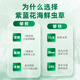 紫蓝花海新鲜冬虫夏草头茬鲜虫草自用送礼佳品礼盒装 0.7-0.8克/根 100根