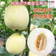 Qizhe Super Sweet White Sugar Melon Seed Super Sweet Early Melon Ripe Seed White Honey Melon Can High Yield Sweet Sugar Melon Seed Fruit All Seasons White Sugar Melon Seeds 1 Pack 50 Seasonal