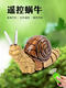 Fernbedienung Elektrische Schnecke Simulation Spielzeugmodell Kreative Little Boy and Girl Intelligent Kinderspielzeug klassische Version - Fernbedienungs -Ladybug -RED -Modell 9922+ Schrauben offizielle Standardkonfiguration