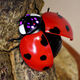 Elektrische Fernbedienungskontrolle Ladybug -Spielzeug Kinder -Internet -Promi Simulation Streicheinführung und Bewegung Insekten Reptilien Animal Boy und Girl Classic Version - Fernbedienung Fly Blue Blue 9921+ Schrauben Deluxe -Version mit weiteren 36 Elektronik