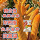 Twin autumn corn, high yield, nationally approved big stick corn seed, lodging and drought resistant seed, can be planted in Yunnan, Guizhou and Sichuan. NK718 2.9Jin Jin is equal to 0.5kg. It can be planted in one acre.