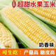 Sweet and crispy fruit corn big cob, early maturing, fragrant and super sweet corn, eaten raw in the field for all seasons, high quality fruit corn seeds, trial planting 5 seeds