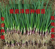 Special for planting, fruit purple-red skinned onion seedlings, direct delivery from field planting seedling base, low price, good quality (special for planting), purple-skinned onion seedlings, 100 pieces