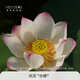 Micro-Bowl Lotus Plants Hydroponic Plants Lotus Small Lotus Seedlings Roots and Stems Lotus Snails Garden Flowers Potted Nude Lotus Xiaoling [Mini] 8-15CM