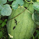 Xinhongbao watermelon seedlings, extra large, early-maturing, disease-resistant, green, extra large, sweet lazy watermelon seeds, giant watermelon seeds, A New Hongbao watermelon seeds, 5 packs