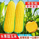 Sweet and crispy fruit corn big cob, early maturing, fragrant and super sweet corn, eaten raw in the field for all seasons, high quality fruit corn seeds, trial planting 5 seeds