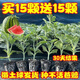Watermelon seedlings grafted 8424 Extra Sweet Kirin Super Sweet Seedless Midu Watermelon Seedlings Potted Planting Watermelon Seedlings Sweet King Buy 4+2 (Real Harvest 6) + Fertilizer