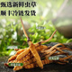 正品2025头期草新鲜冬虫夏草头茬虫草0.8克/根鲜虫草顺丰冷链发货 西藏鲜草1.0-1.2克每根30条送2条