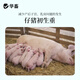 Huazhu 4% Pregnant Sow Premix, Pregnant Sow Special Feed, Trace Elements Full and Preventive, Pregnant Sow Compound Premix, 1 bag, 40Jin, equal to 0.5kg, full ton delivery, direct delivery to villages and towns
