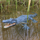 Télécommande Crocodile Simulate Charging Water Play Machine Machine Modèle de poisson Le requin peut être lancé à télécommande à distance de bateau contrôlé à distance