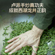 卢正浩新茶绿茶梅字西湖龙井茶特级100g明前茶叶礼盒梅家坞父亲节送礼