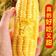 Sweet and crispy fruit corn big cob, early maturing, fragrant and super sweet corn, eaten raw in the field for all seasons, high quality fruit corn seeds, trial planting 5 seeds