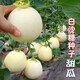 Qizhe Super Sweet White Sugar Melon Seed Super Sweet Early Melon Ripe Seed White Honey Melon Can High Yield Sweet Sugar Melon Seed Fruit All Seasons White Sugar Melon Seeds 1 Pack 50 Seasonal
