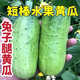 Rabbit leg fruit type cucumber seedlings, new varieties, early maturing short-stick cucumber seedlings, large collection of vegetable seedlings in small yards, rabbit leg fruit cucumber seedlings, 3 trees + fertilizer + planting