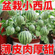 Super sweet Kirin honey pot small watermelon seeds seedless small watermelon four seasons planting balcony courtyard potted fruit seeds potted honey small watermelon seeds 3 packs