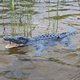 Télécommande Crocodile Simulate Charging Water Play Machine Machine Modèle de poisson Le requin peut être lancé à télécommande à distance de bateau contrôlé à distance