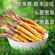 Frischer Cordyceps sinensis erste Stoppeln frisches Gras Echtes großer Größe 2025 Kopf Frischgras SF Express Kaltkette Ursprung Gerade Haar Tibet Frisch Cordyceps 0,6-0,7 Gramm pro Packung 20 Stück