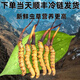2025 Fresh Cordyceps Head Period Authentic Fresh Cordyceps Selection of Fresh Grass Big Grass SF Express Cold Chain Production Directly Haired. Tibet Nagqu Fresh Cordyceps 0.8 grams each pack of 20 pieces