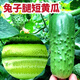 Rabbit leg fruit type cucumber seedlings, new varieties, early maturing short-stick cucumber seedlings, large collection of vegetable seedlings in small yards, rabbit leg fruit cucumber seedlings, 3 trees + fertilizer + planting