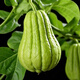 Shop Chayote Early-maturing Extra Large Chayote Vegetable Climbing High-yielding Disease-Resistant Perennial Melon Affordable Price Good Yield-80 Count-Net Seeds Chayote Seeds