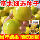 Passion fruit seeds year-round high temperature resistant perennial golden egg fruit seeds fruit non-living package can be planted nationwide 57 seeds + 16 seeds + A-grade chemical fertilizer