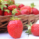 Shouhe Cream Strawberry Seeds Indoor Four Seasons Winter and Spring Potted Cream White Strawberry Winter and Spring Sowing Seeds Cream Red Strawberry Seeds Small Bag Trial Planting About 100