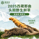 La primera calabaza de Ayishe Tibet de Cordyceps sinensis frescos y salvajes en Nagqu, Tíbet en 2025, transporte de aire y cajas de regalo para productos nutricionales para ancianos. Hierba fresca salvaje 0.8g/raíz 50