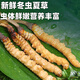 正品2025头期草新鲜冬虫夏草头茬虫草0.8克/根鲜虫草顺丰冷链发货 西藏鲜草1.0-1.2克每根30条送2条