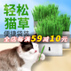 Lion Doctor Hydroponic Cat Grass Set Wheat Seed Cat Snacks Lazy Potted Hair Removal Ball Natural Cat Grass Self-Grown Fresh Grass Special Offer 4 bags as low as 2.5/bag