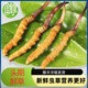 
2025 first-term fresh grass fresh cordyceps genuine fresh cordyceps natural fresh cordyceps nutritional nourishment gifts Tibetan fresh grass 0.5-0.6 grams/piece 30 pieces of 2 pieces Cordyceps SF Express delivery