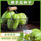 Shop Chayote Early-maturing Extra Large Chayote Vegetable Climbing High-yielding Disease-Resistant Perennial Melon Affordable Price Good Yield-80 Count-Net Seeds Chayote Seeds