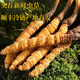 Frischer Cordyceps sinensis erste Stoppeln frisches Gras Echtes großer Größe 2025 Kopf Frischgras SF Express Kaltkette Ursprung Gerade Haar Tibet Frisch Cordyceps 0,6-0,7 Gramm pro Packung 20 Stück