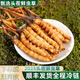 2025 Fresh Cordyceps Head Period Authentic Fresh Cordyceps Selection of Fresh Grass Big Grass SF Express Cold Chain Production Directly Haired. Tibet Nagqu Fresh Cordyceps 0.8 grams each pack of 20 pieces