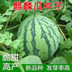 Qizhe 8424 Kirin few-seeded watermelon seeds, seedless, extra large, high-yielding, giant sweet king, southern four-season vegetable and fruit seeds, Kirin Prince watermelon selection 50 capsules/5 packs + chemical fertilizer
