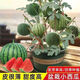 Super sweet Kirin honey pot small watermelon seeds seedless small watermelon four seasons planting balcony courtyard potted fruit seeds potted honey small watermelon seeds 3 packs