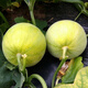Japanese sweet treasure melon seeds extra large white seeds spring four seasons sweet treasure melon seeds 37/WC special offer 2 packs about 200 seeds