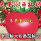 Big fruit 168 tomato seeds super sweet heat-resistant old variety tomato seeds high yield southern big fruit tomato seeds DF5562 original high yield new species 1000