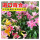 Perfume lily bulbs with buds bloom all year round, indoor and outdoor balcony multi-headed lilies are cold-resistant and easy to grow, pink, shipped with buds, 5 balls (cheaper)