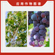 Huizun Huazhi Huizun 5% indole butyric acid naphthalene acetic acid poplar grape regulating rooting and growth regulator soluble agent 100g